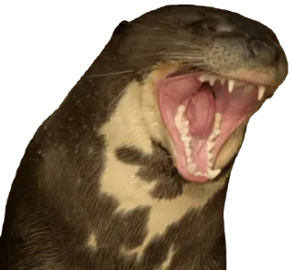 😮 36974487 水獭, 动物, 打哈欠, 张开嘴, 哺乳动物 whatsapp sticker