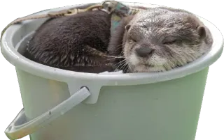 😴 4d1fb768 水獭, 水桶, 睡觉, 动物 whatsapp sticker