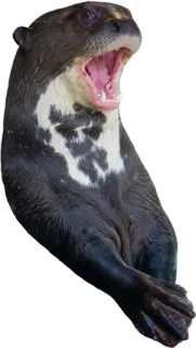 😃 536545ff 水獭, 动物, 哺乳动物, 野生动物, 河獭 whatsapp sticker