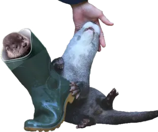 👢 5a0cb56f 水獭, 动物, 可爱, 靴子, 哺乳动物 whatsapp sticker
