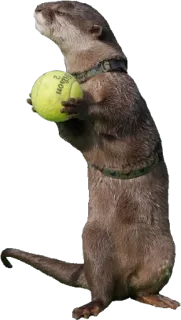 😡 6242645c 水獭, 动物, 网球, 可爱, 站立 whatsapp sticker