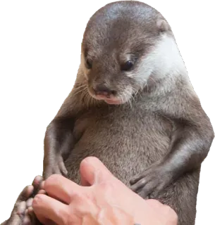 👋 6af73df8 水獭, 动物, 可爱, 哺乳动物, 手, 宠物 whatsapp sticker