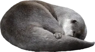 💤 71d6bf97 水獭, 动物, 哺乳动物, 睡觉, 可爱, 毛茸茸 whatsapp sticker