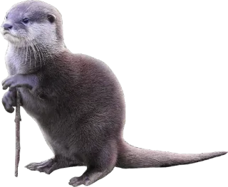 🌳 7b4a7519 水獭, 动物, 可爱, 野生动物, 哺乳动物, 毛茸茸, 河獭 whatsapp sticker