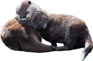 🍑 7def9e56 水獭, 动物, 哺乳动物, 可爱, 自然, 野生动物 whatsapp sticker