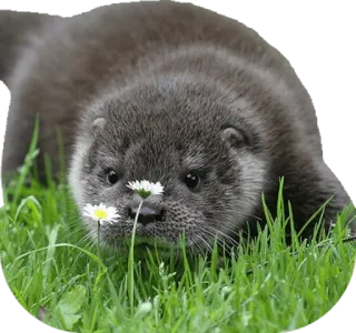 🌹 917792e1 水獭, 动物, 可爱, 自然, 草, 花 whatsapp sticker