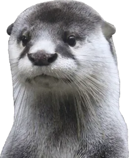 😳 98f33fdd 水獭, 动物, 可爱, 哺乳动物, 野生动物 whatsapp sticker