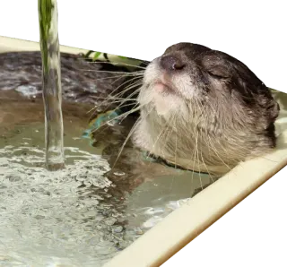 🛁 a8e609cd 水獭, 水, 动物, 可爱, 洗澡, 放松, 哺乳动物 whatsapp sticker