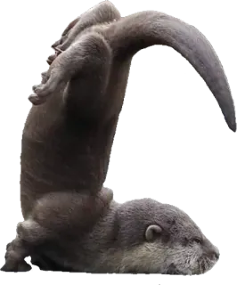 🚑 a9d00f1f 水獭, 动物, 可爱, 哺乳动物, 海獭, 野生动物 whatsapp sticker