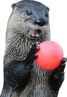 🔴 aaa03b9e 水獭, 动物, 球, 可爱, 哺乳动物 whatsapp sticker