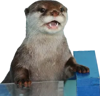 💁 ab9661c7 水獭, 动物, 可爱, 哺乳动物, 野生动物 whatsapp sticker