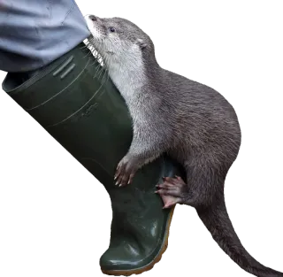 👢 ca55841f 水獭, 动物, 靴子, 可爱, 野生动物 whatsapp sticker