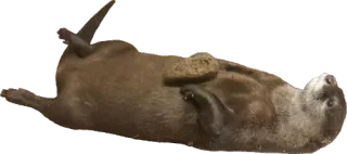 🗻 cd050ff7 水獭, 动物, 可爱, 自然, 野生动物 whatsapp sticker