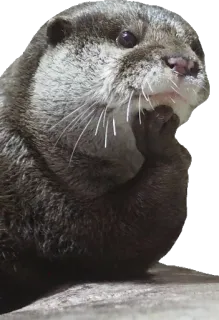 🤔 ce6b3f89 水獭, 动物, 可爱, 哺乳动物, 野生动物, 思考 whatsapp sticker