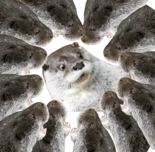 🔊 ce96c71b 水獭, 动物, 搞笑, 可爱, 表情包, 自然, 海獭, 野生动物 whatsapp sticker