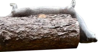 🌲 d95b4216 水獭, 原木, 动物, 野生动物, 自然, 哺乳动物 whatsapp sticker