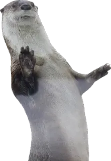 ✋ dbd12136 水獭, 动物, 哺乳动物, 可爱, 野生动物, 海獭 whatsapp sticker