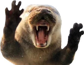 🔜 fc4f7009 水獭, 动物, 可爱, 野生动物, 哺乳动物, 生气 whatsapp sticker