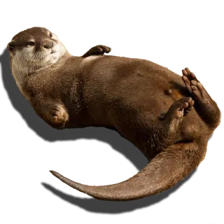 😩 0207a906 otter, dier, zoogdier, schattig, wilde dieren, water telegram sticker