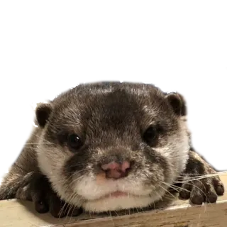 👀 03744340 otter, dier, schattig, zoogdier, wilde dieren, natuur telegram sticker