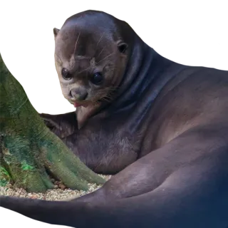 🤪 0e84859f otter, dier, wildlife, zoogdier, natuur, waterdier, schattig, portret telegram sticker