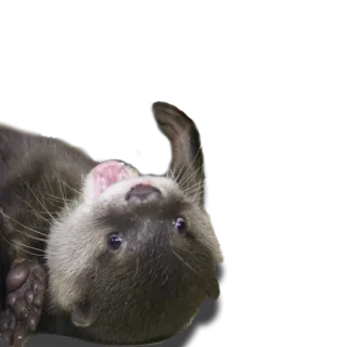 🙃 2e424747 otter, dier, schattig, zoogdier, wildlife telegram sticker