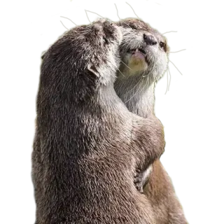 👥 306bc5d6 Otter, Dier, Schattig, Zoogdier, Wilde dieren, Harig, Rivierotter telegram sticker