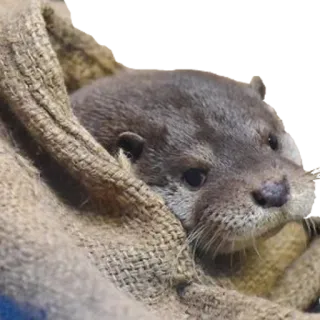 😞 3202bd32 otter, dier, zoogdier, schattig, wilde dieren, harig, portret telegram sticker