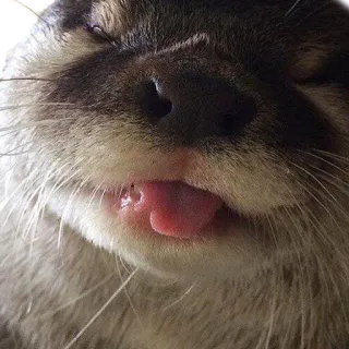 😝 330625d1 otter, dier, schattig, tong, zoogdier, wildlife telegram sticker