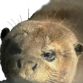 😴 489b0314 otter, dier, schattig, wildlife, zoogdier, natuur telegram sticker