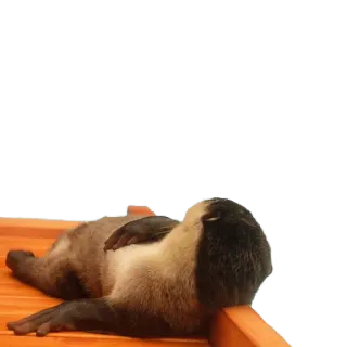 😴 5330a953 otter, dier, schattig, zoogdier, wilde dieren, ontspanning, lui telegram sticker