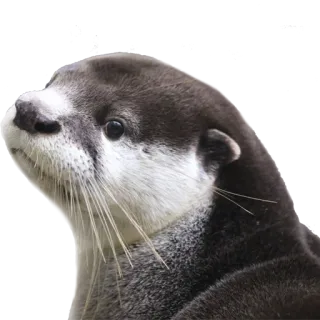 😐 57f7450c otter, dier, schattig, zoogdier, wildlife, zeeotter telegram sticker