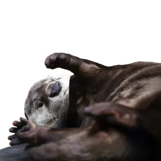 🍞 5ff3e811 otter, dier, schattig, wilde dieren, zeeotter, zoogdier telegram sticker