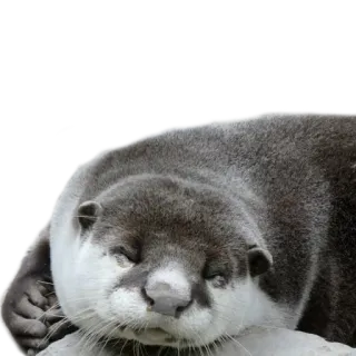 😴 6d7d1791 otter, dier, zoogdier, wildlife, schattig, slapend, ontspannen telegram sticker