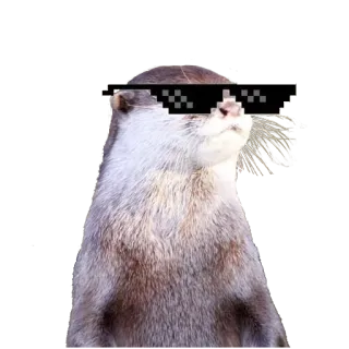 😎 782ea5be Otter, Zonnebril, Deal with it, Gepixeld, Meme, Dier, Cool, Bril telegram sticker
