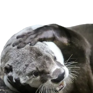 😵 948f6466 otter, dier, wildlife, zoogdier, schattig, zeeotter telegram sticker