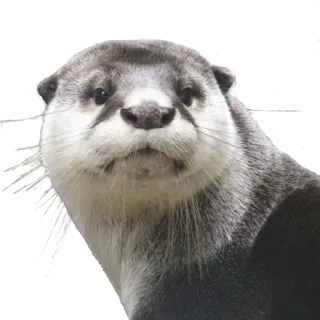 😐 d8d241a6 otter, dier, schattig, wilde dieren, zoogdier, waterdier, natuur telegram sticker