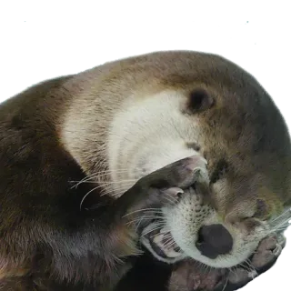 😖 eb18e60e otter, dier, zoogdier, schattig, wilde dieren, lief, zeeotter, harig telegram sticker