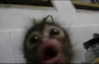 😯 0de25794 monkey, animal, funny, primate, cute, wildlife telegram sticker