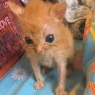 🤨 6a38e966 LOVE kitten, cat, animal, cute, pet telegram sticker