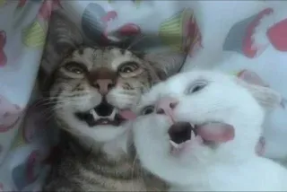 😋 a233b5e8 cats, animals, pets, licking, funny, cute, friends telegram sticker