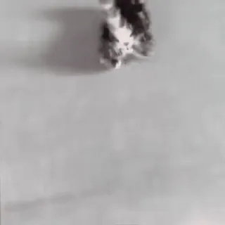 😼 18217c2a telegram sticker