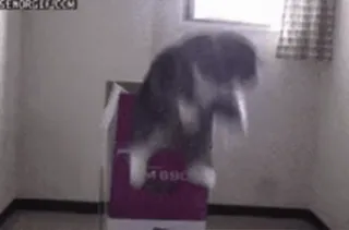 🐱 259e9f61 猫, 箱, 子猫, 動物, ペット telegram sticker