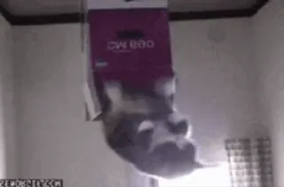 🐱 79904066 telegram sticker