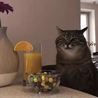 Мурмяу @anime4_arts whatsapp stickers