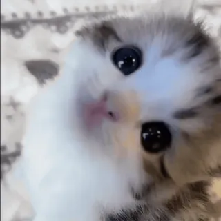 😍 b99d2b4f 子猫, 猫, かわいい, 動物, ペット, 赤ちゃん動物, ネコ科 telegram sticker