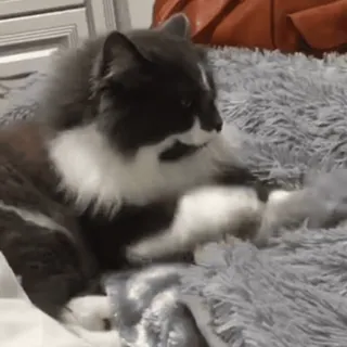 😍 bea2b6c7 猫, 動物, ペット, ふわふわ, グレー, かわいい, 飼い猫 telegram sticker