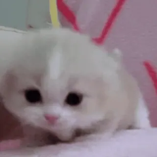 🥺 d81be068 子猫, 猫, 可愛い, 動物, ペット telegram sticker