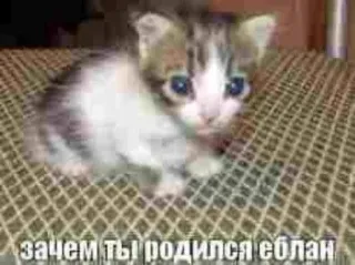 🤯 ecec05e0 зачем ты родился еблан gato, gatito, ofensivo, ruso, meme telegram sticker