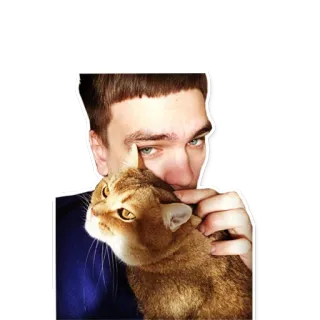 🐈 293456c5 кот, мужчина, питомец, животное, человек telegram sticker